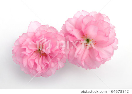 Double cherry blossom petals 64678542