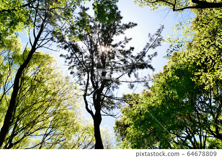 Fresh green Yoyogi Park 64678809