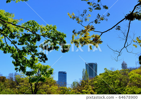 新鮮的綠色代代木公園 新鮮的綠色代代木公園 64678900