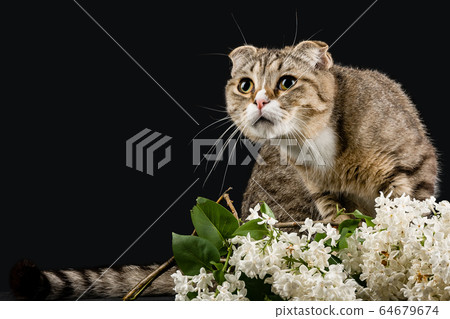 A frightened cat with a branch of lilac. 64679674