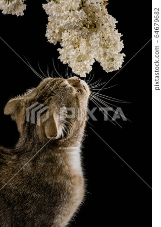 Cat with a branch of lilac. Spring has come 64679682