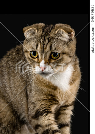 A cat with an attentive and purposeful look. A cat with an attentive and purposeful look. 64679683