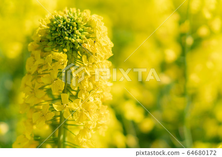 強姦開花 強姦開花 64680172