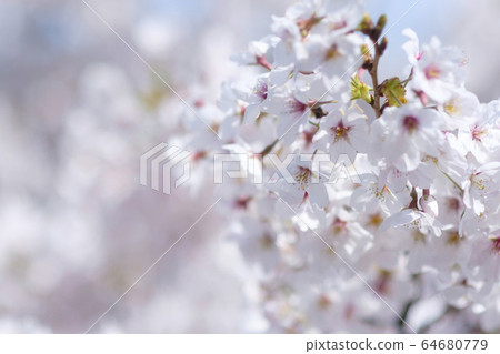 Blue sky and cherry blossoms 64680779