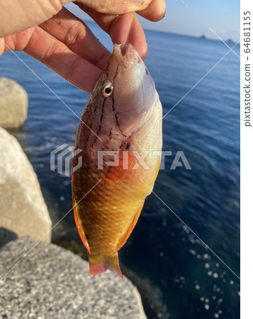 Red Sasano Havela 64681155