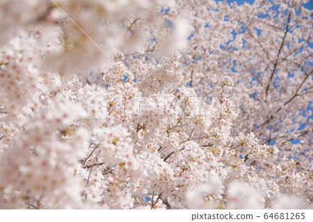 Sakura Bloom 64681265