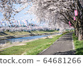Cherry blossoms and carp streamers 64681266