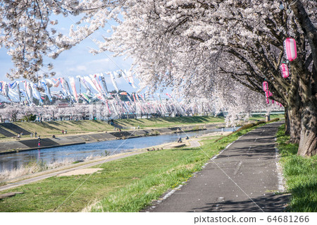 櫻花和鯉魚飄帶 櫻花和鯉魚飄帶 64681266