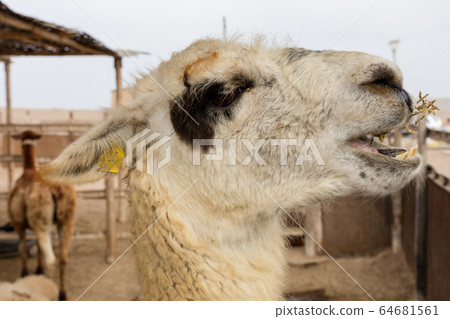 Lama, a domestic breed 64681561