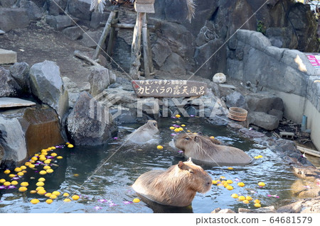 Capybara's open-air bath 64681579