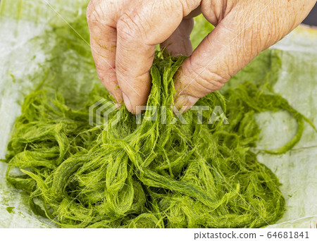 Freshwater green algae with hand scientific name is Spirogyra sp. Freshwater green algae with hand scientific name is Spirogyra sp. 64681841