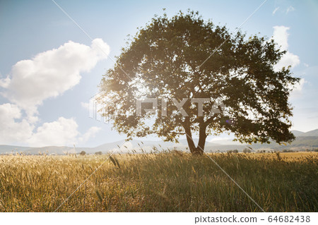 Lonely tree against a blue sky at sunset. 64682438