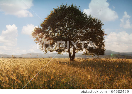 Lonely tree against a blue sky at sunset. 64682439