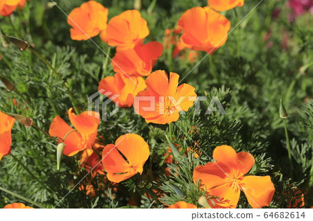 Orange California poppies 64682614