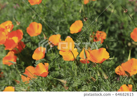 Orange California poppies Orange California poppies 64682615