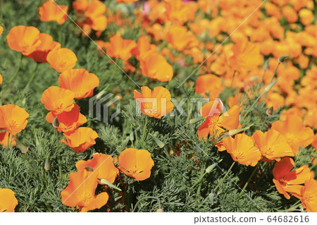 Orange California poppies 64682616
