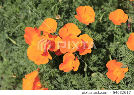 Orange California poppies Orange California poppies 64682617