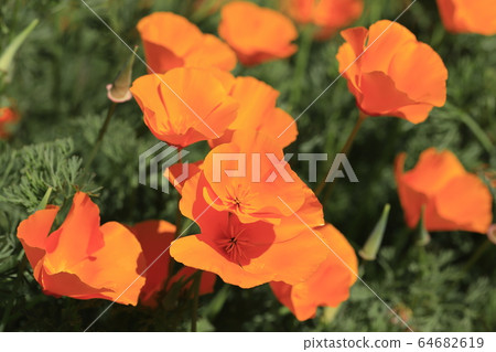 Orange California poppies Orange California poppies 64682619