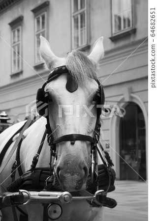 Horses and carriage on stefansplatz in Vienna Horses and carriage on stefansplatz in Vienna 64682651