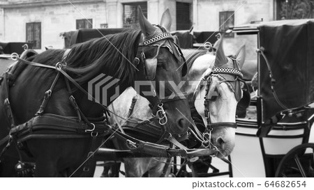 Horses and carriage on stefansplatz in Vienna 64682654