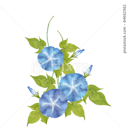牽牛花水彩 插圖素材 6469 圖庫