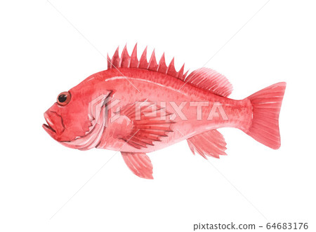 Beautiful stock illustration with watercolor hand drawn sea bass fish. 64683176