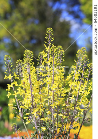 黃色鈕扣花 黃色鈕扣花 64683191