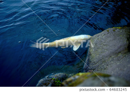 金棺材 金棺材 64683245