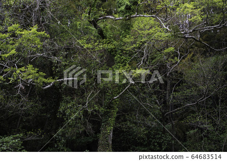 風景 風景 64683514