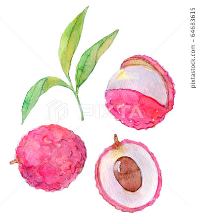 Watercolor illustration food food tropical fruit lychee Watercolor illustration food food tropical fruit lychee 64683615