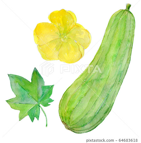 水彩插圖食品食物絲瓜 64683618