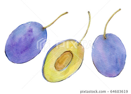 Watercolor Illustration Food Food Prune Stock Illustration