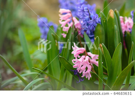 Spring fresh flowers. Spring Background with bokeh Spring fresh flowers. Spring Background with bokeh 64683631