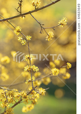 the early spring Cornelian cherry dogwood flower the early spring Cornelian cherry dogwood flower 64683649