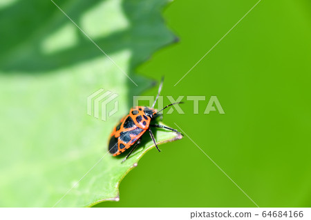 Short-tailed turtle Short-tailed turtle 64684166