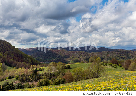 A hill with yellow flowers and trees on cloudy day. Ridges of the mountains covered by the forest and snow A hill with yellow flowers and trees on cloudy day. Ridges of the mountains covered by the forest and snow 64684455