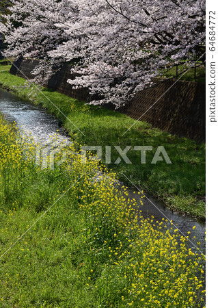 櫻花和油菜花在河邊 64684772