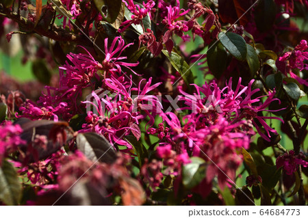 Akafa Manzuku 64684773