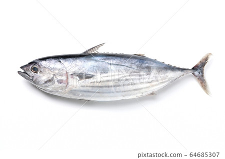 第一隻魚,第一隻魚,第一隻魚,第一隻魚,第一隻bon魚,第一隻,魚,來自日本御前崎(4月中旬),大小約為2.5-3kg。 第一隻魚,第一隻魚,第一隻魚,第一隻魚,第一隻bon魚,第一隻,魚,來自日本御前崎(4月中旬),大小約為2.5-3kg。 64685307