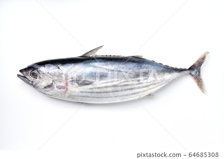 The first bonito, the first bonito, the first bonito, the first bonito, the first bonito, the first bonito from Omaezaki in Japan (mid-April) about 2.5-3kg size. The first bonito, the first bonito, the first bonito, the first bonito, the first bonito, the first bonito from Omaezaki in Japan (mid-April) about 2.5-3kg size. 64685308