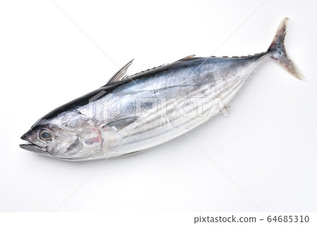 The first bonito, the first bonito, the first bonito, the first bonito, the first bonito, the first bonito from Omaezaki in Japan (mid-April) about 2.5-3kg size. The first bonito, the first bonito, the first bonito, the first bonito, the first bonito, the first bonito from Omaezaki in Japan (mid-April) about 2.5-3kg size. 64685310