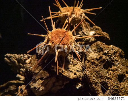 Mysterious thorny creature, permission to shoot and cooperation: Aquamarine Fukushima 64685371
