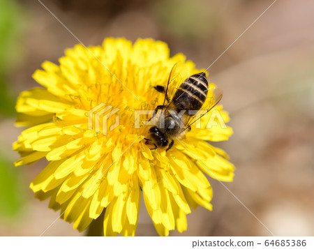 Japanese bee 64685386