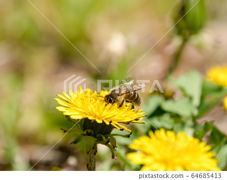 Japanese bee 64685413