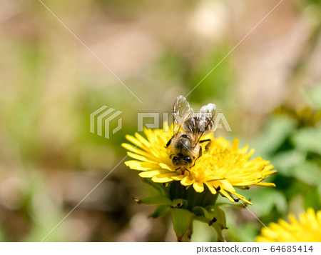 Japanese bee 64685414