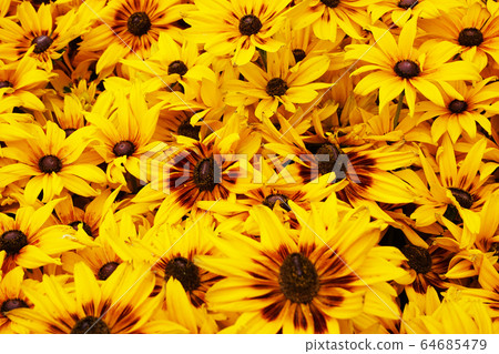 Bright yellow rudbeckia natural background Bright yellow rudbeckia natural background 64685479