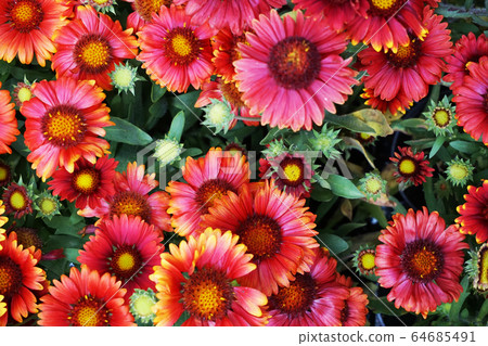 different color flowers 64685491