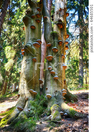 old tree with polypore fungus old tree with polypore fungus 64685501