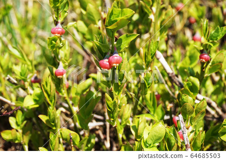 blueberries flowers in the forest blueberries flowers in the forest 64685503