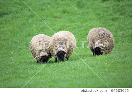 Sheep (Suffolk species) Sheep (Suffolk species) 64685665